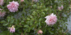 The season of roses and rain