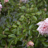 The season of roses and rain