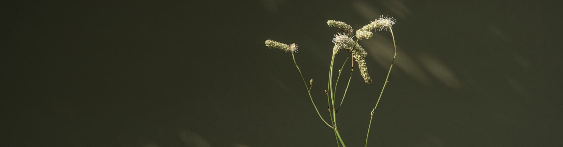 Banner Image Of The Beard Oils Product Category