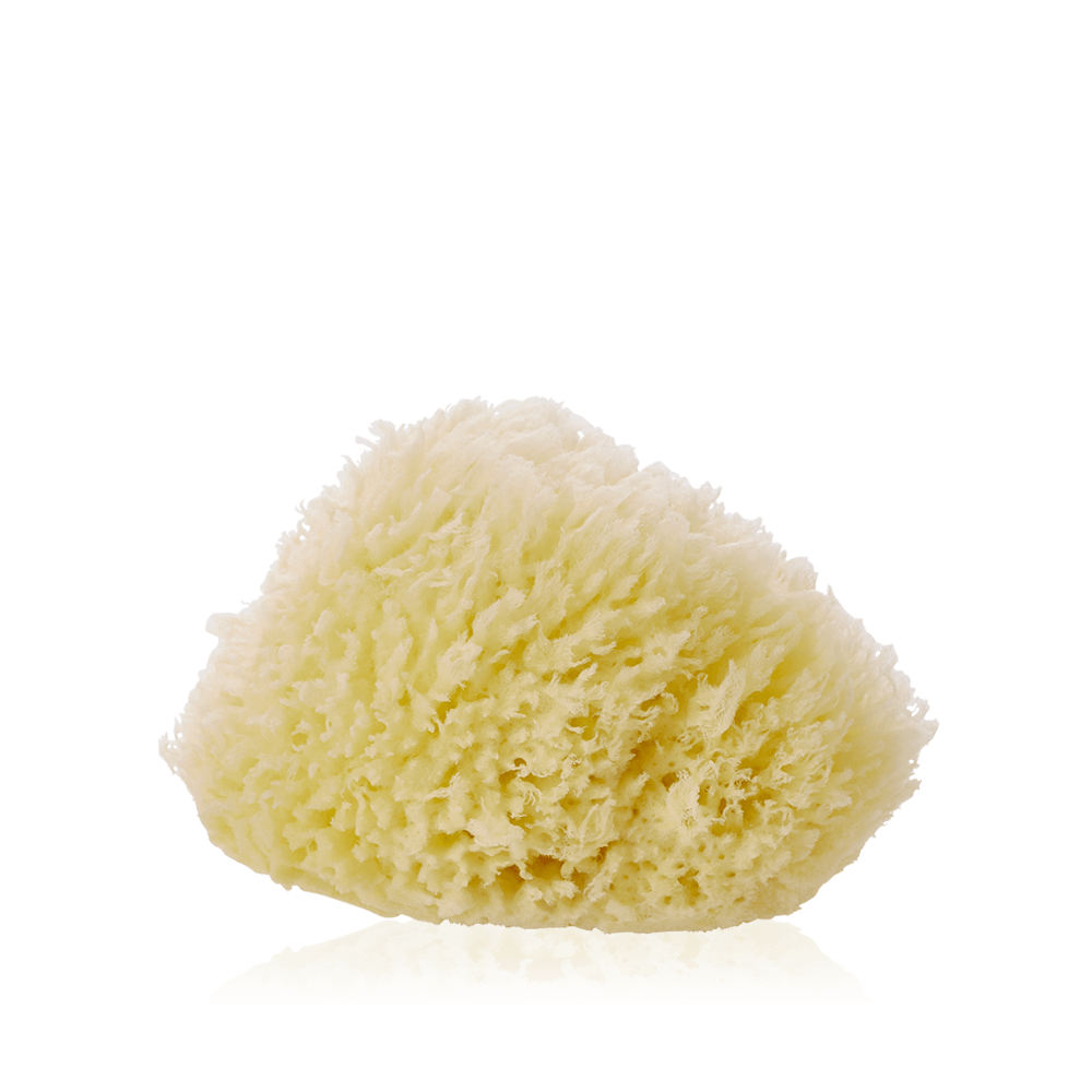 Image of Natural Sponge