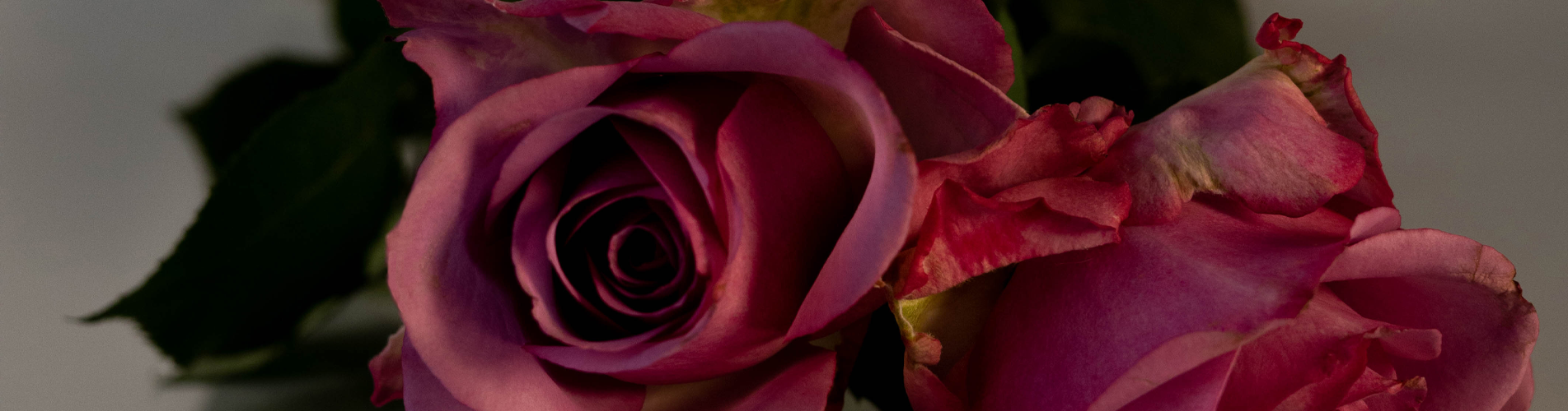 Banner Image Of The Rose Fragrance Product Category
